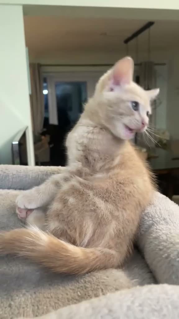 Mixed Breed cats for sale: Adorable Beige Kitten - Video 1