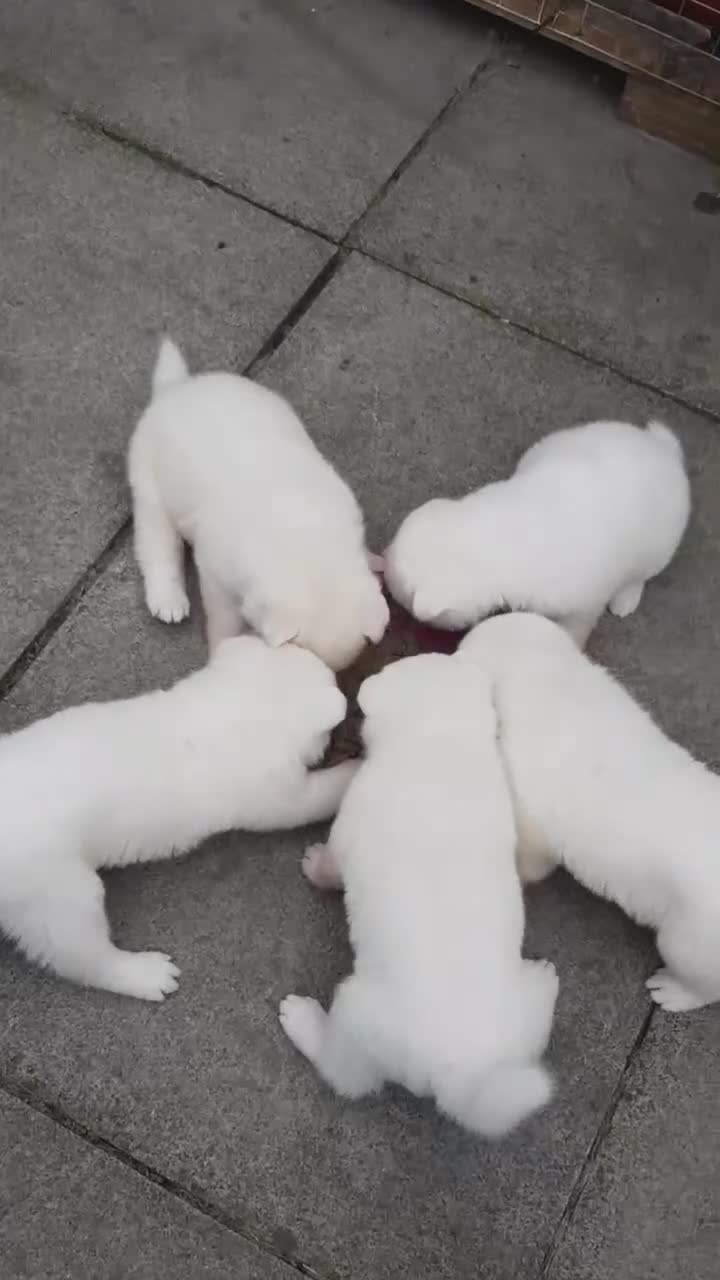 Akita dogs for sale: Akita Puppies for sale - Find Your Forever Friend - Video 2