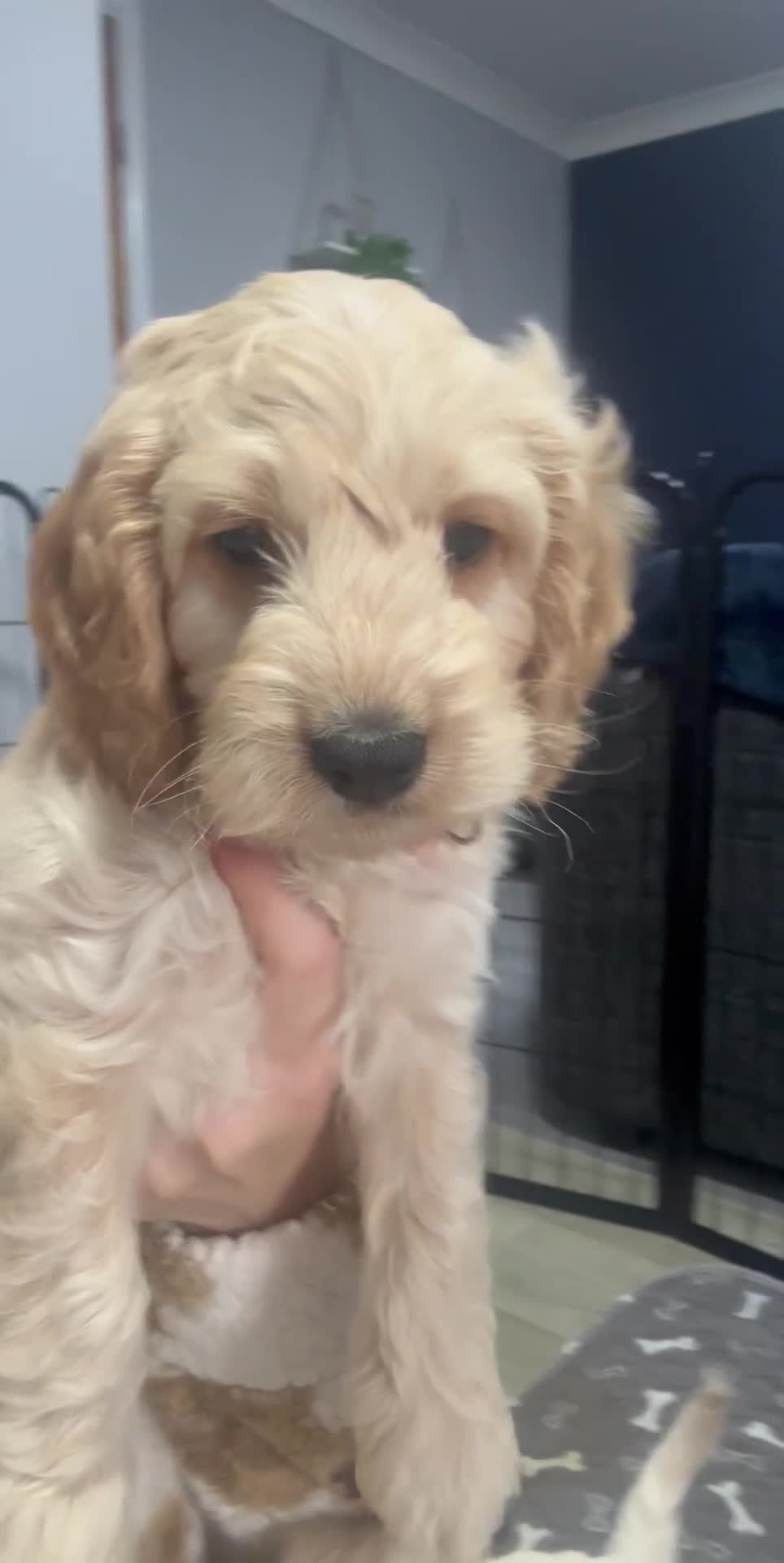 Cockapoo dogs for sale: Only one f1 miniature cockapoo boy left.😍 - Video 2