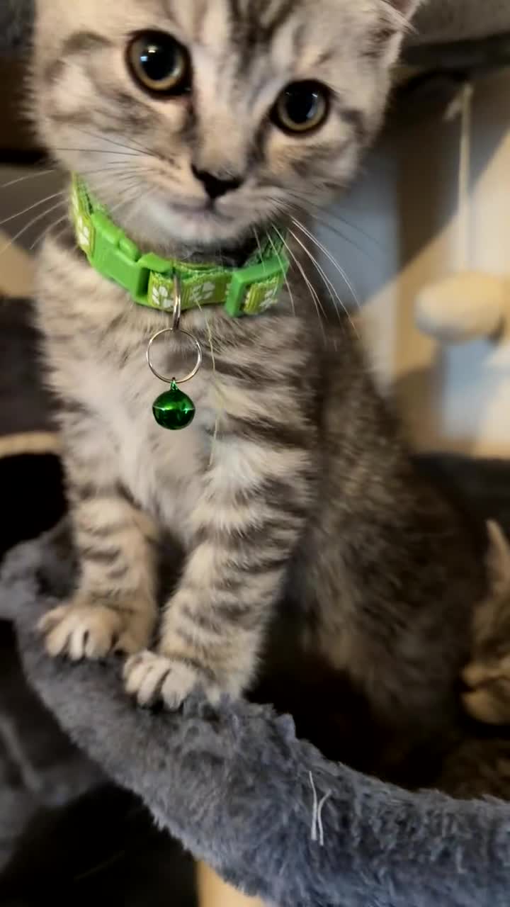 British Shorthair cats for sale: British short hair  - Video 1