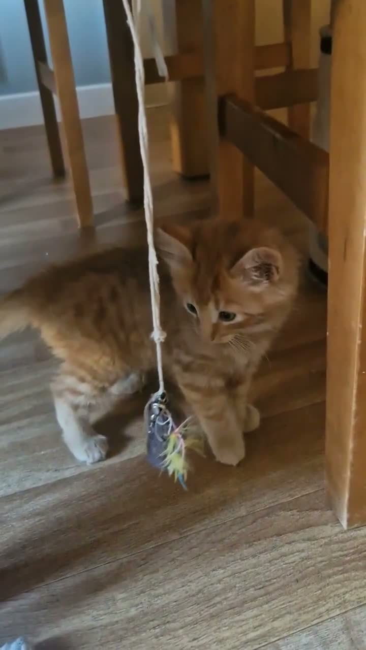 Mixed Breed cats for sale: Ginger male kitten - Video 1