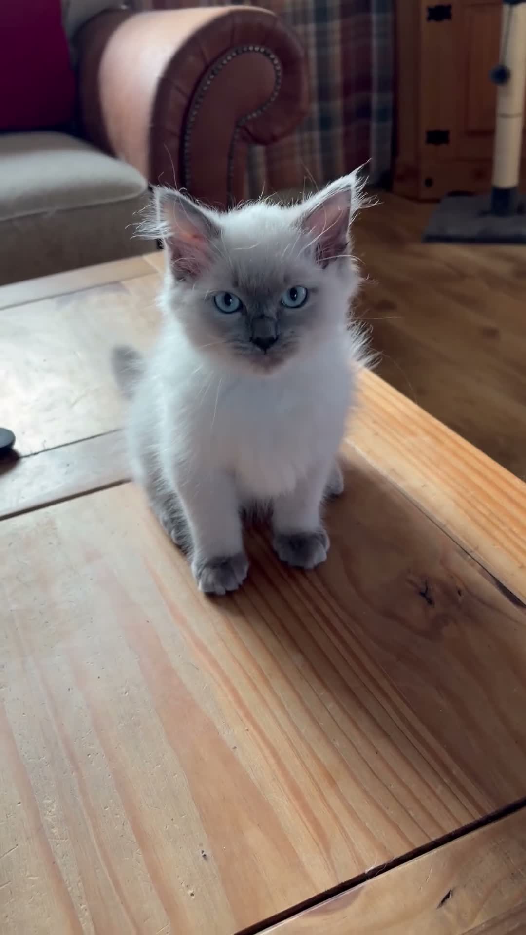 Ragdoll cats for sale: Beautiful Pure Ragdoll kittens - Video 3