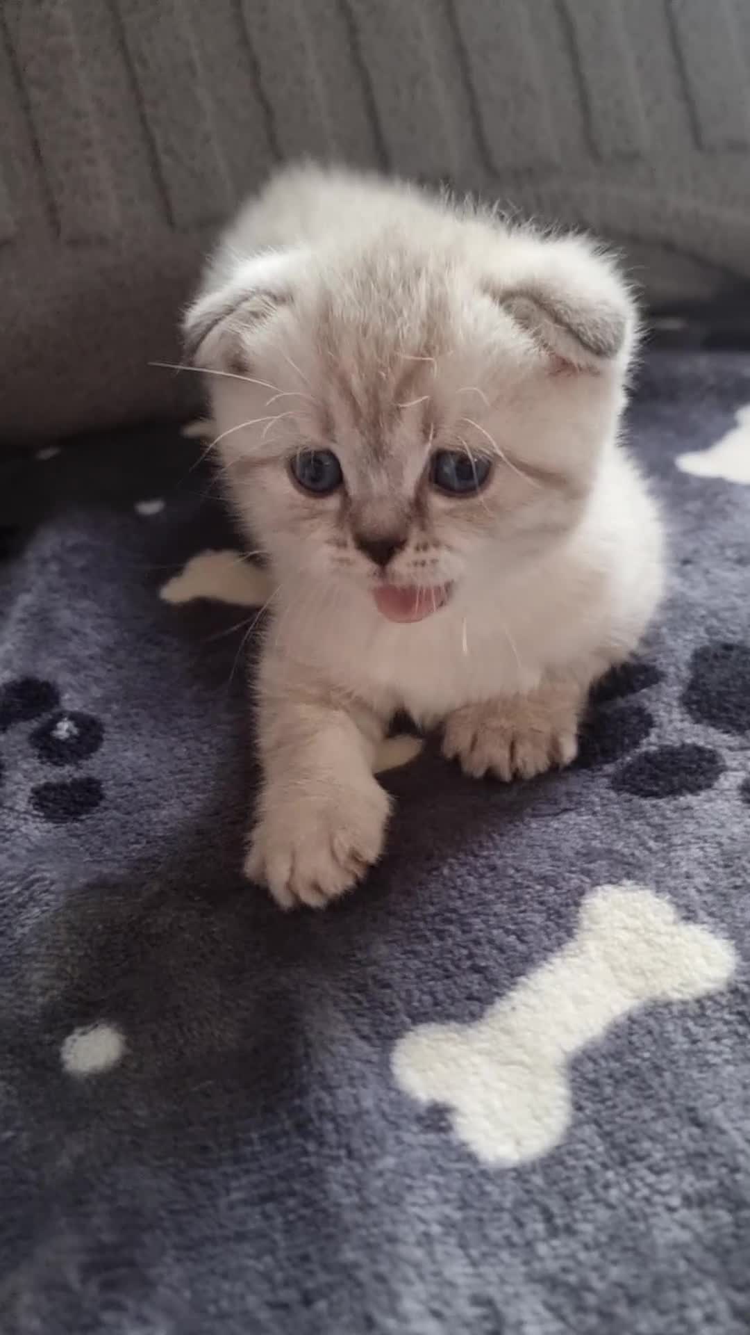 Scottish Fold cats for sale: Scottish Straight and Scottish Fold  - Video 4