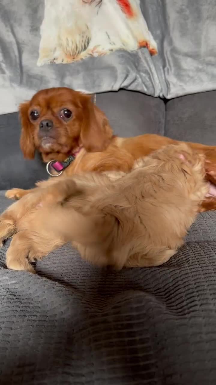 Cava Tzu dogs for sale: Shitalier  - Video 1