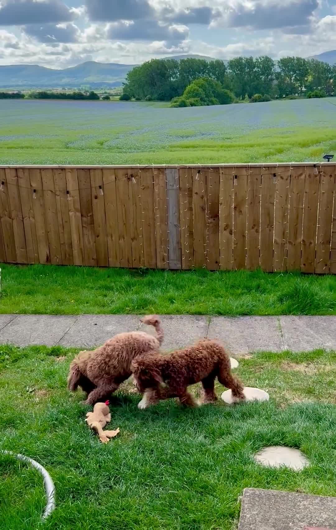 Australian Labradoodle dogs for sale: Australian Double Doodle Puppies – Due April - Video 1