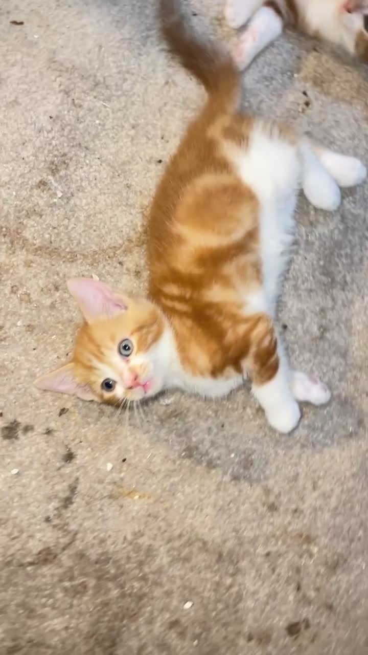 Mixed Breed cats for sale: 2 beautiful male ginger kittens for sale £200 each - Video 1