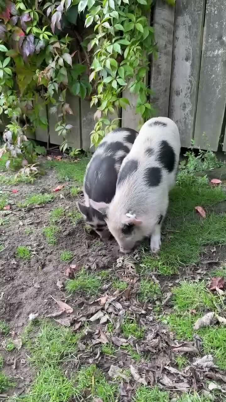 Pig livestock for sale: Two Juliana x breed sisters  - Video 2