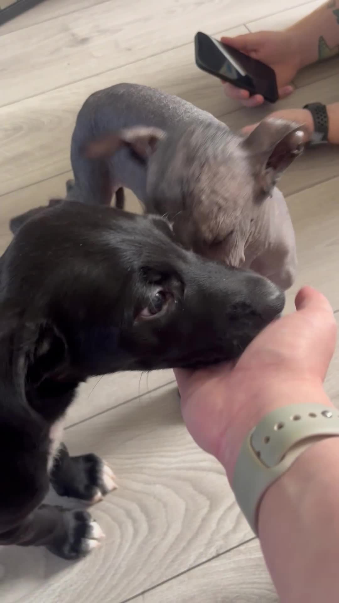 Mexican Hairless dogs for sale: Female coated Mexican hairless dog - Video 1