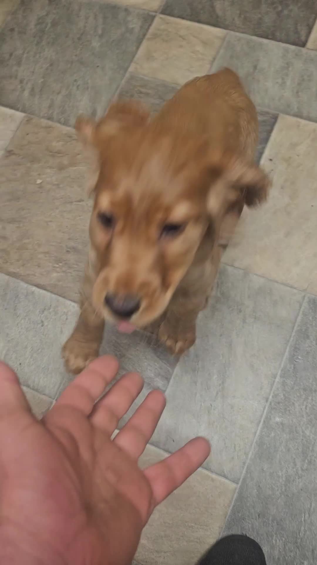 Cocker Spaniel dogs for sale: Golden cocker spaniel - Video 1