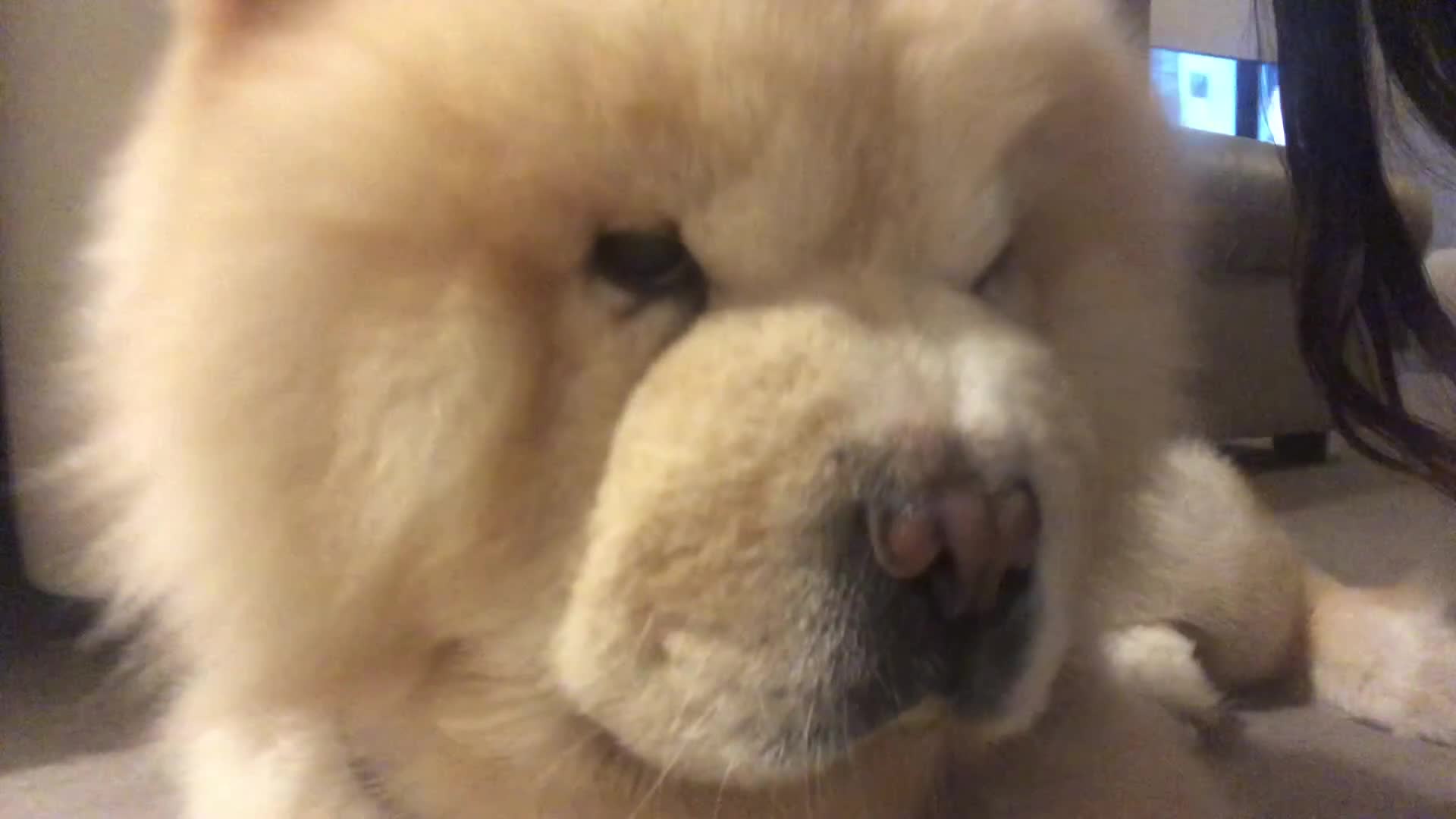 Chow Chow dogs for sale: Male cream chow chow (Loki) - Video 1