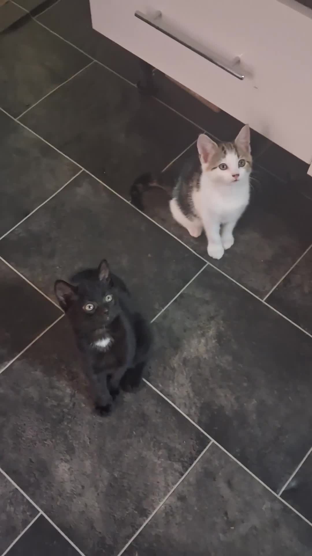 Mixed Breed cats for sale: Kittens ready - Video 3
