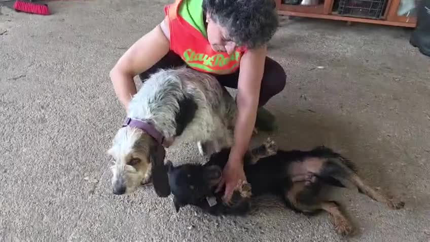 Jagdterrier dogs for adoption: Gorgeous young terrier in Matlock - Video 1