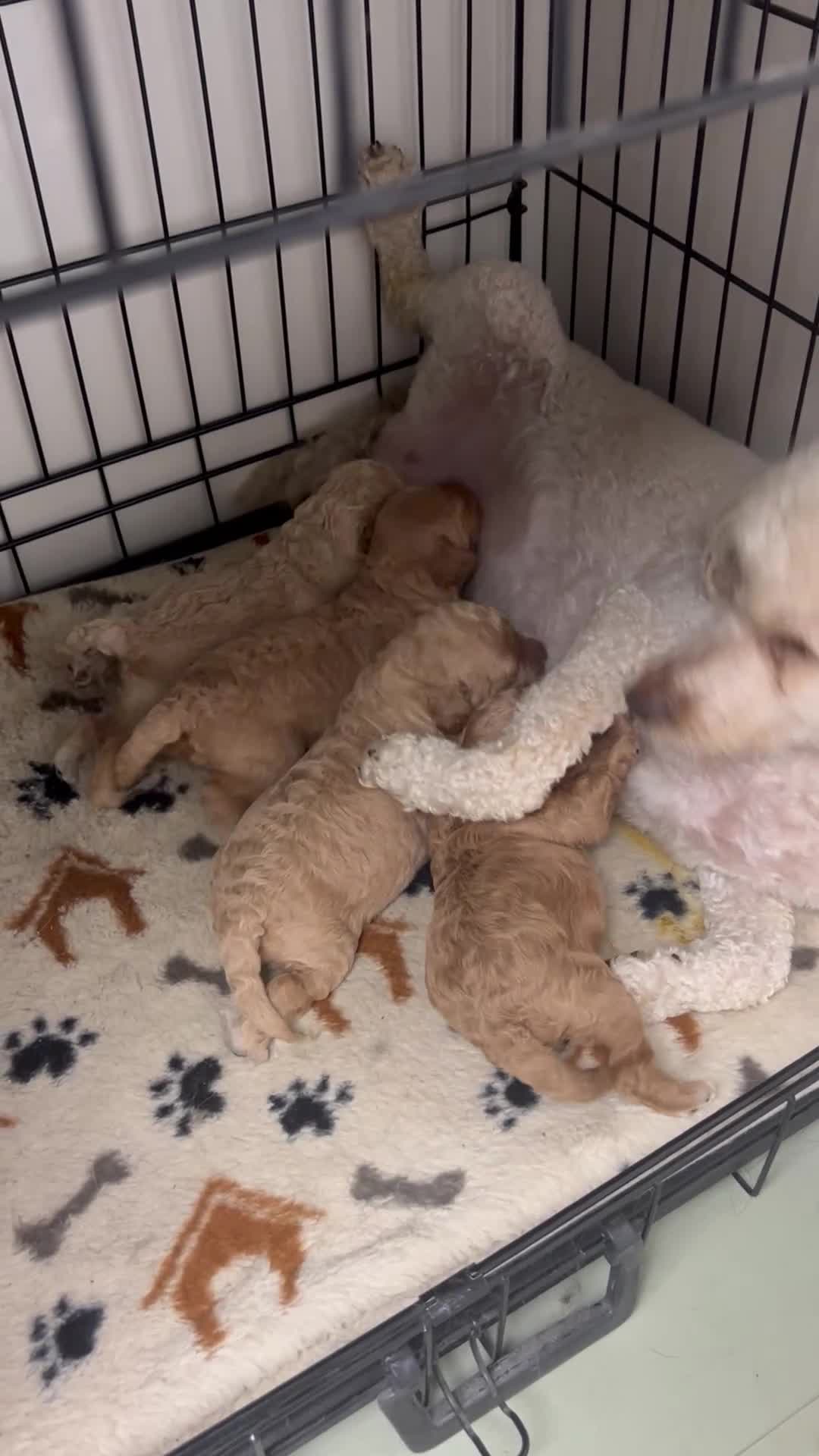 Cockapoo dogs for sale: Beautiful Cockapoo Puppies  - Video 2