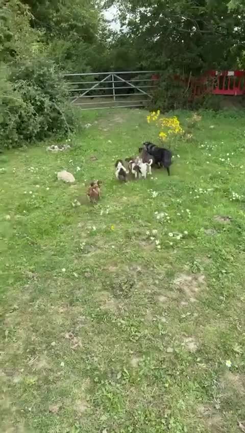 Cocker Spaniel dogs for sale: Cocker spaniel puppies  - Video 1