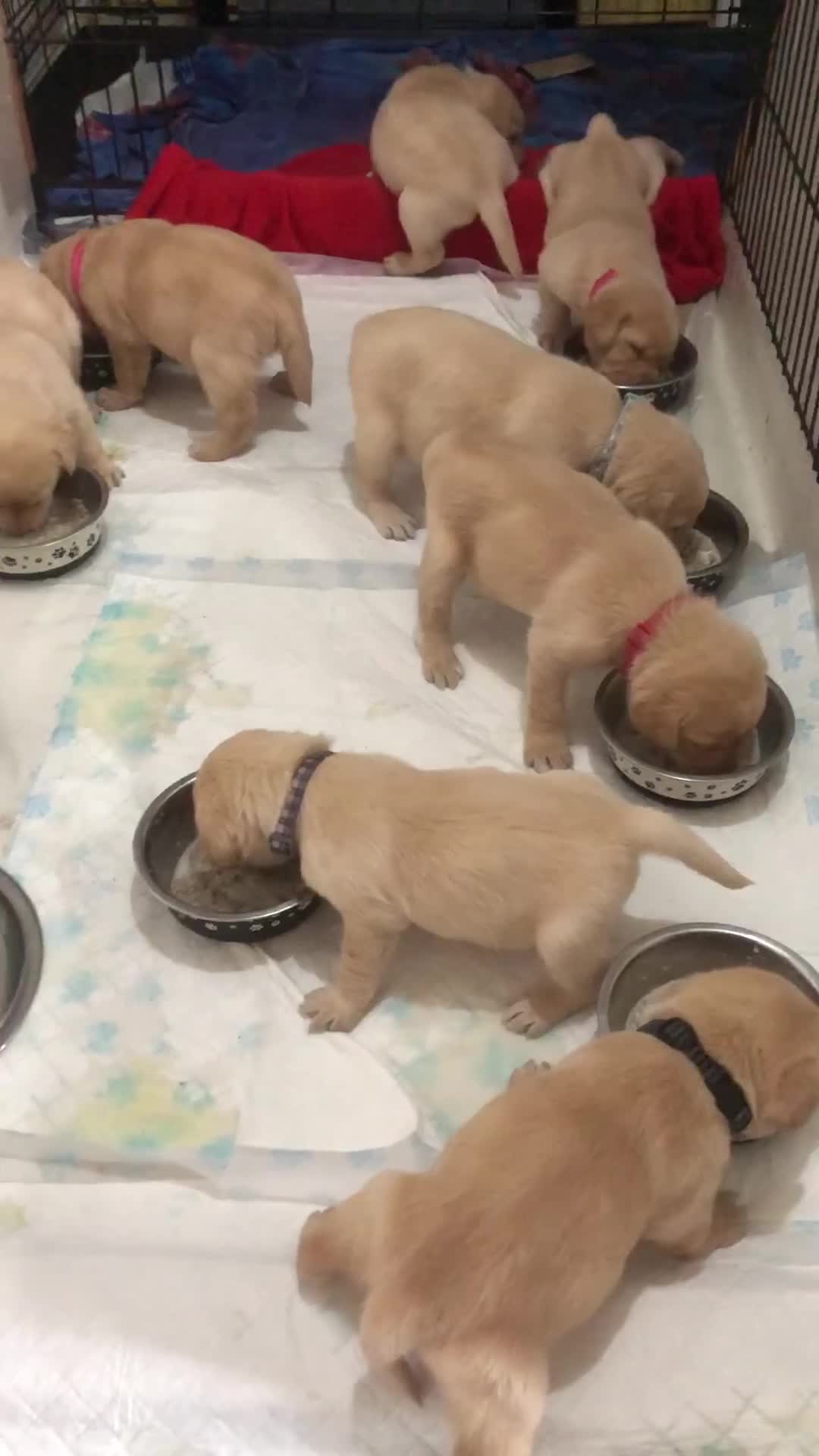 Labrador Retriever dogs for sale: Goldern/blond labrador puppies  - Video 1