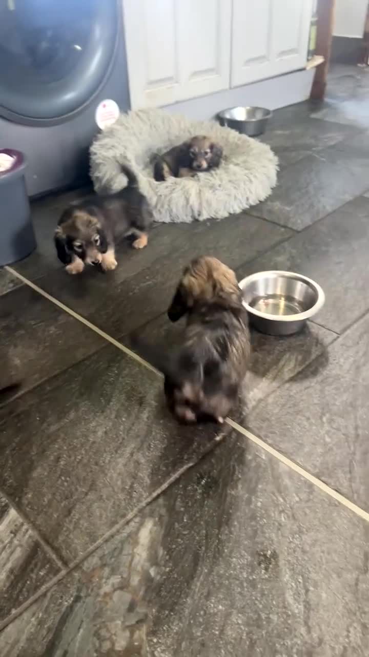 Miniature Dachshund dogs for sale: Shaded cream miniature dachshunds  - Video 1