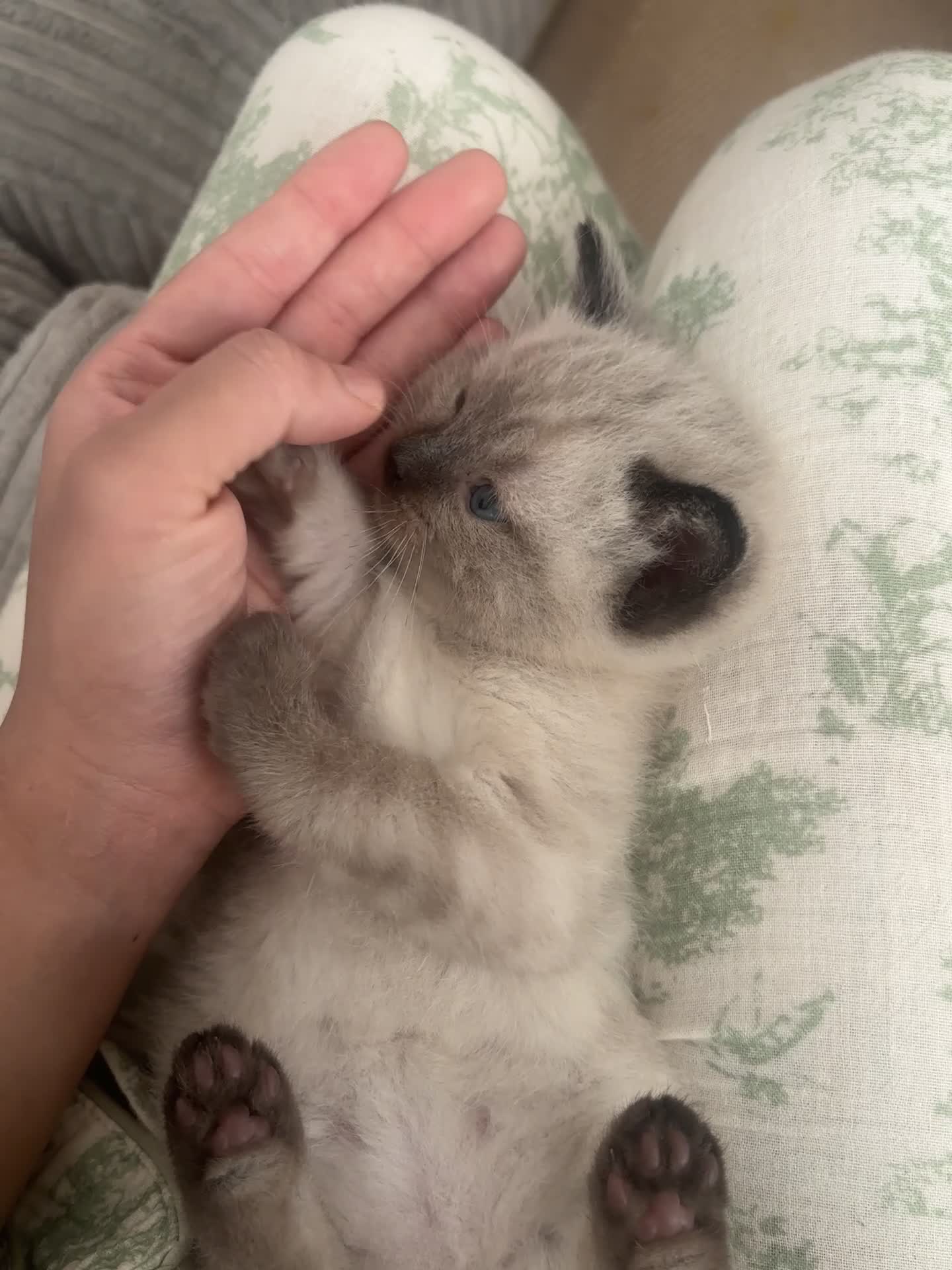 Ragdoll cats for sale: Ragdoll kittens  - Video 2