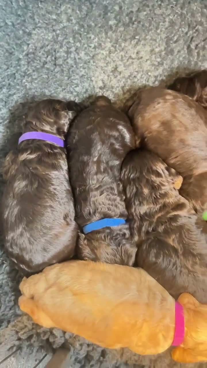Cockapoo dogs for sale: New Litter Show Type Cockapoo Puppies  - Video 2