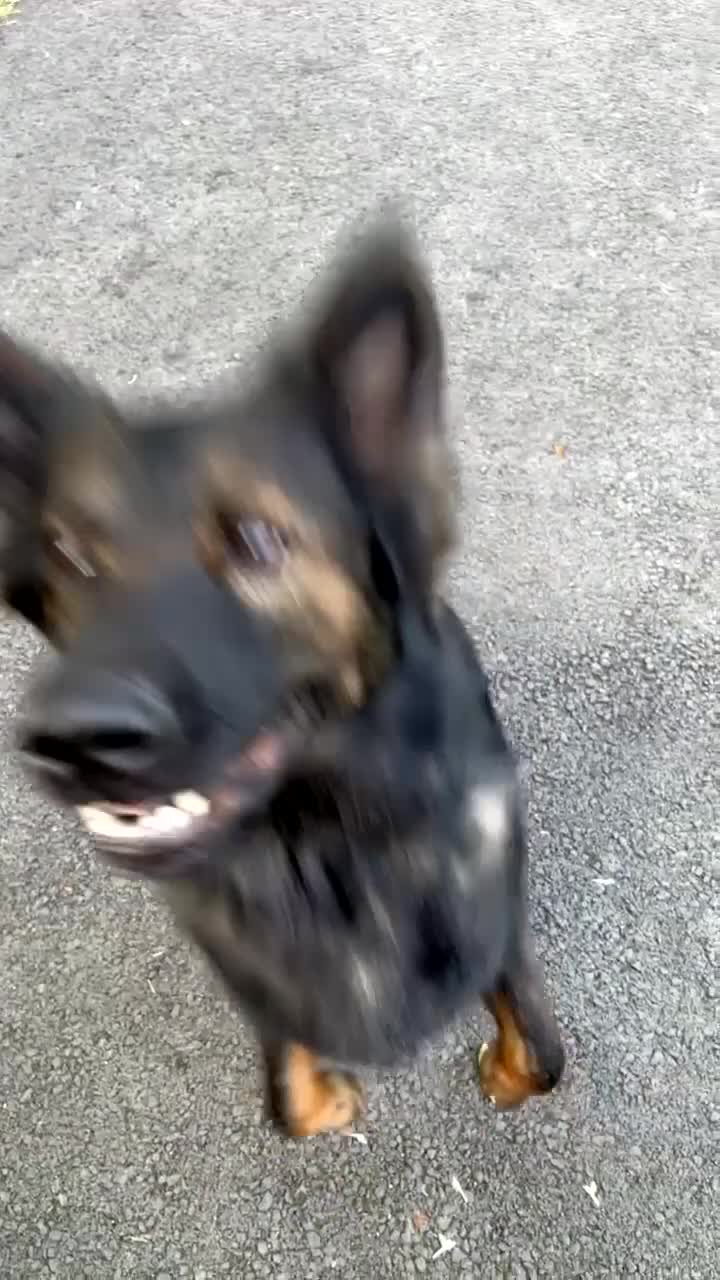 German Shepherd dogs for sale: Pedigree, Czech Line, Straight Back - Video 1