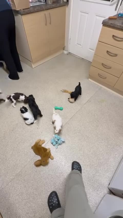 Cockapoo dogs for sale: 7 beautiful cockatoo puppies  - Video 3