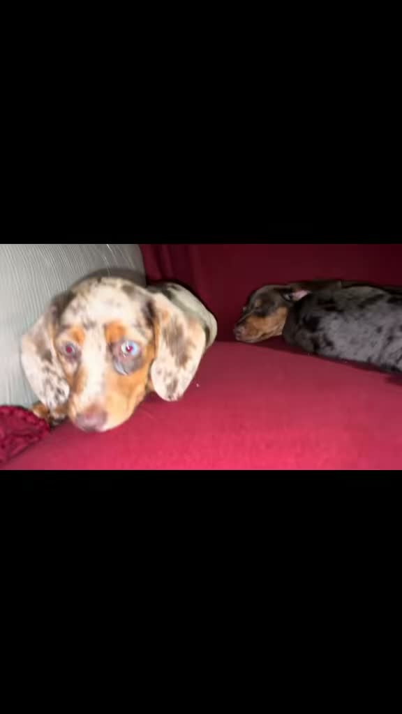 Miniature Dachshund dogs for sale: Miniature daschund puppies in Bedford - Video 1
