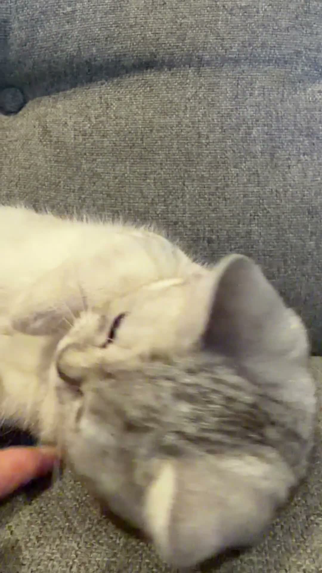 British Shorthair cats for sale: *Ready* 2 White & Grey British Short Hair Kittens  - Video 2