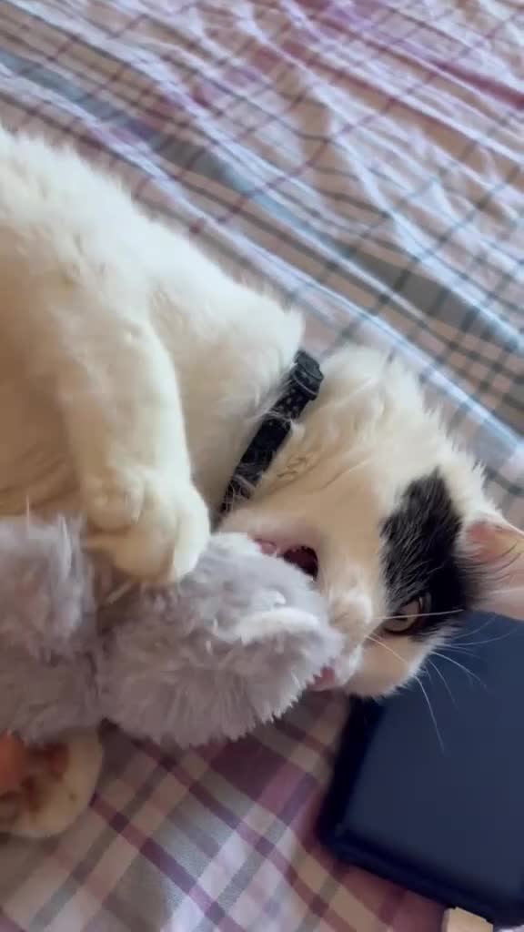 Mixed Breed cats for sale: Meikoo - Video 2