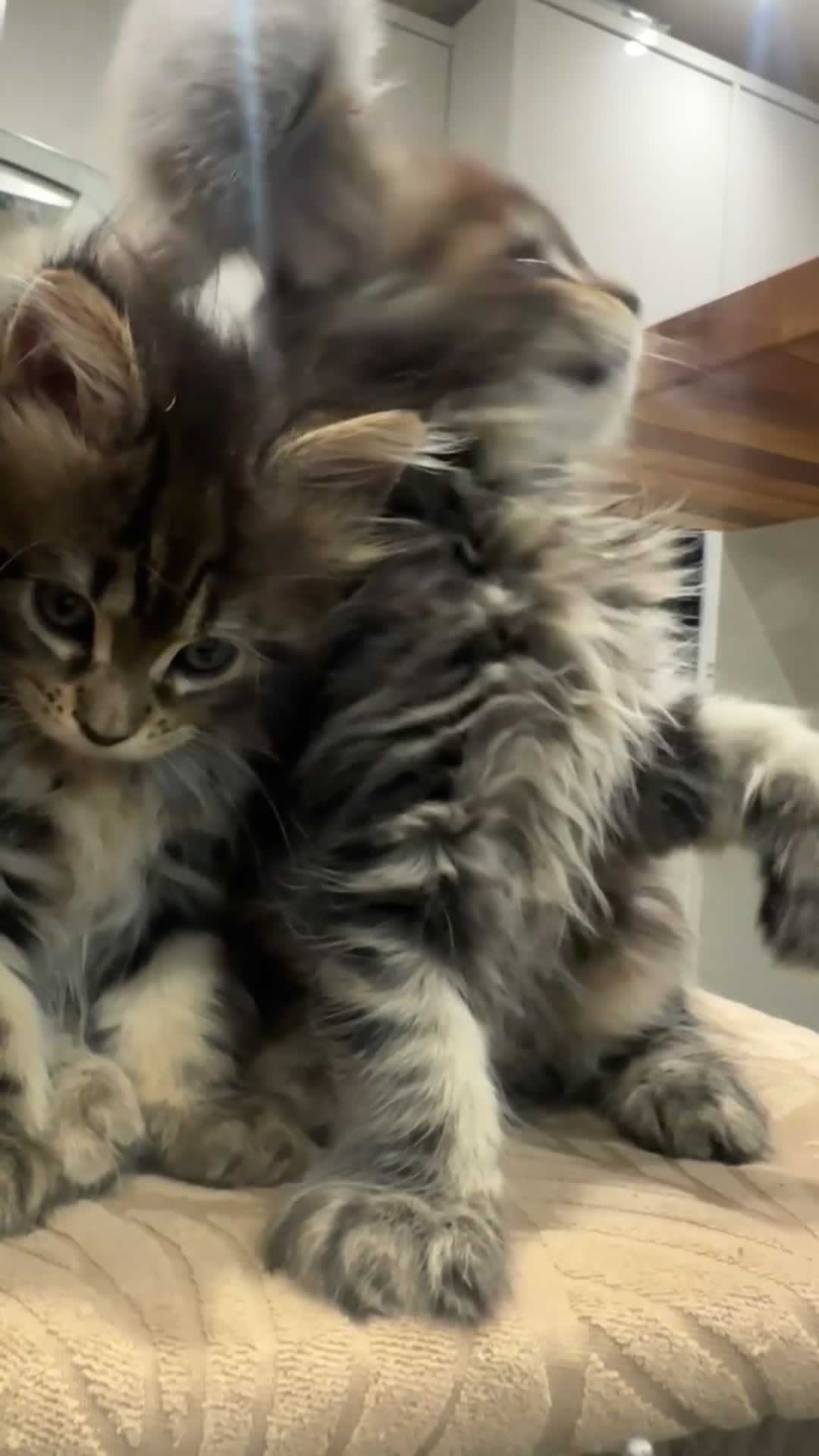 Maine Coon cats for sale: NEW YEARS EVE MAINE COON KITTENS - Video 1