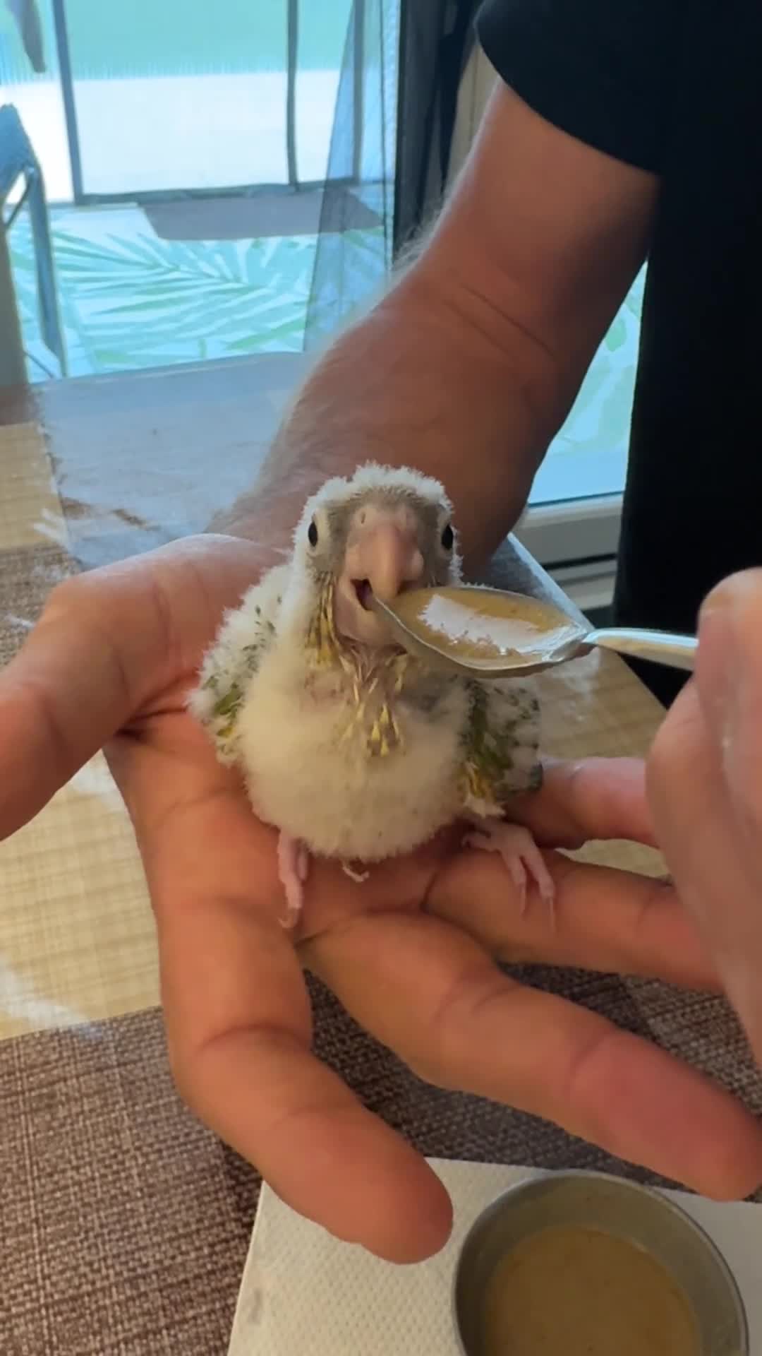 Conures birds for sale: Tamed baby conures - Video 1