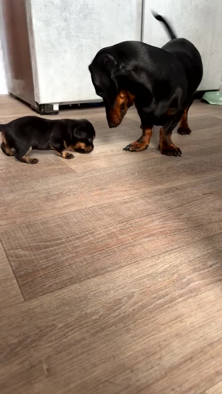 Mixed Breed dogs for sale: Dachshund x patterdale - Video 2