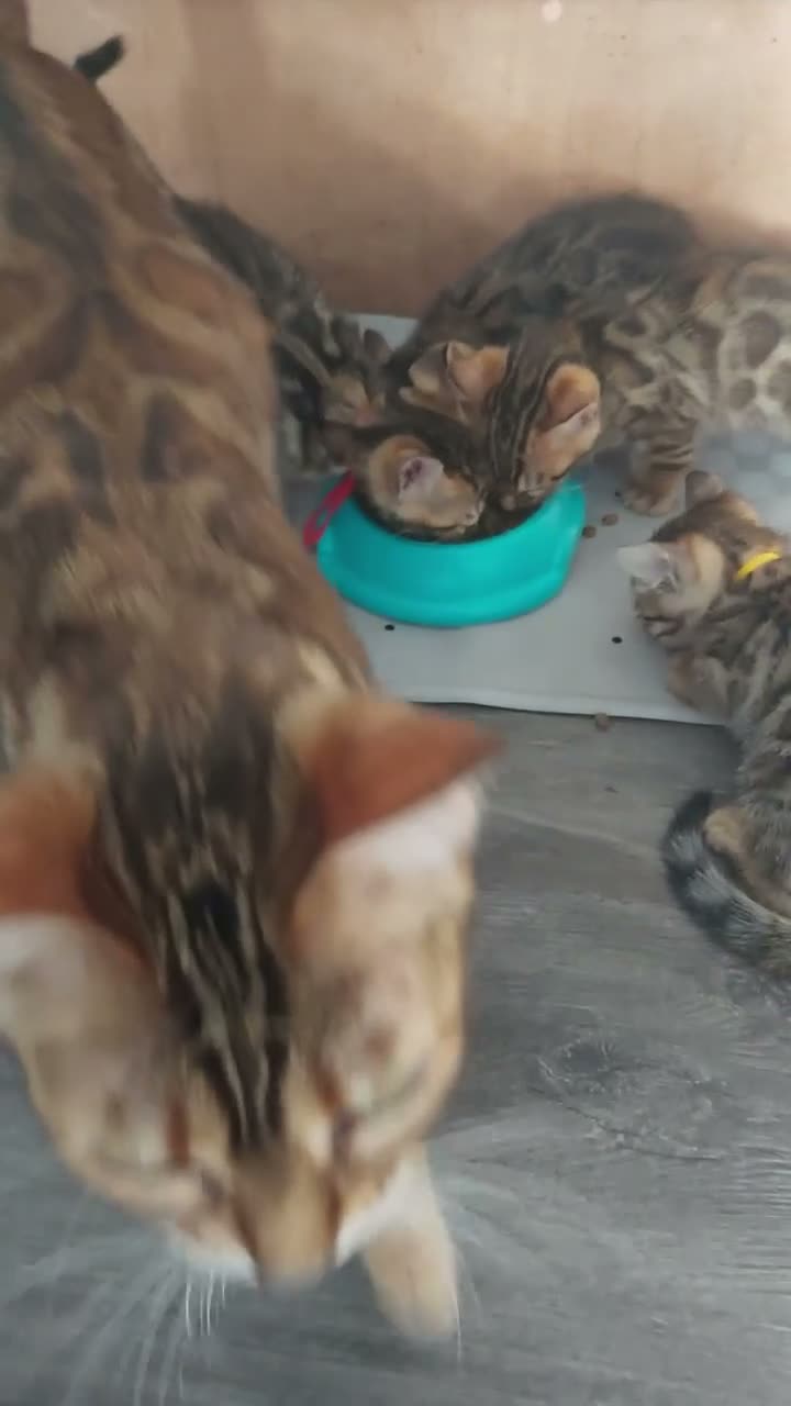 Bengal cats for sale: Pedigree Brown Rosetted Bengal Kittens - Video 2
