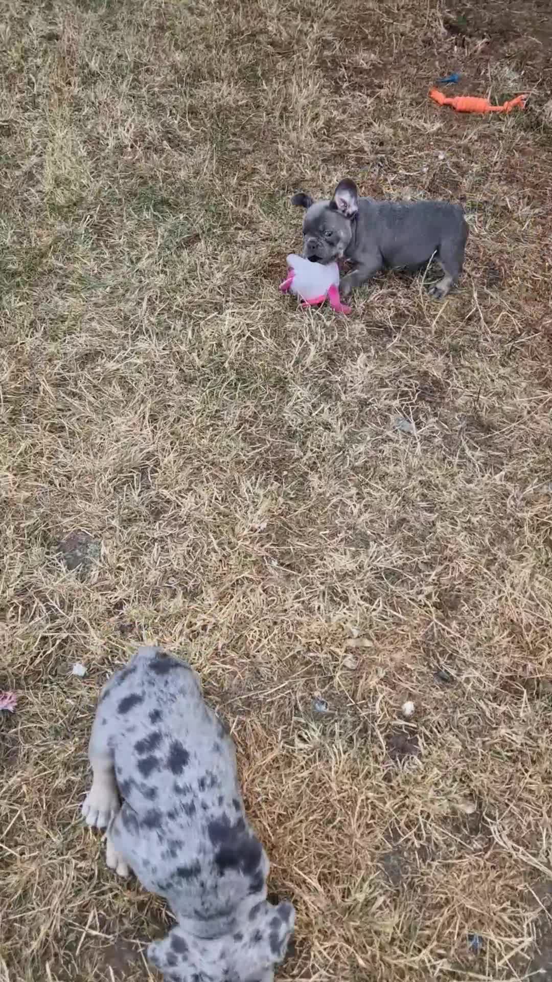 French Bulldog dogs for sale: French bulldog, 1 girl left  - Video 3