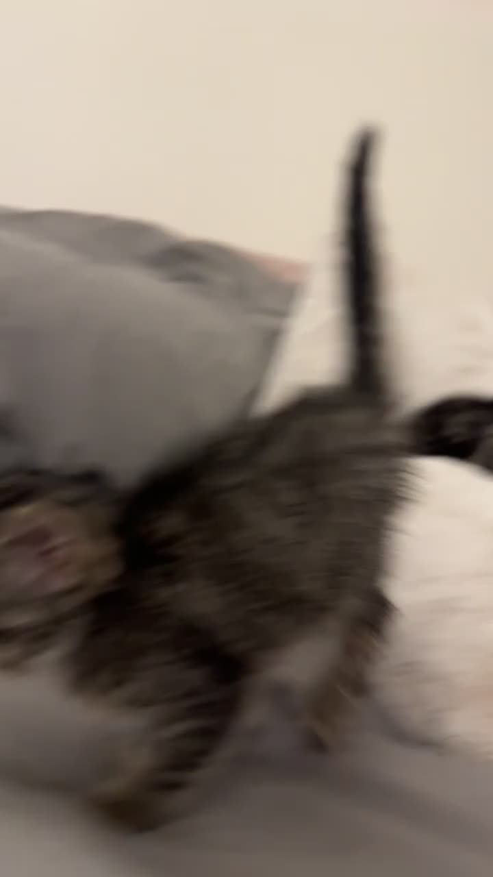 Ragdoll cats for sale: Tabby mixed with ragdoll for sale  - Video 5