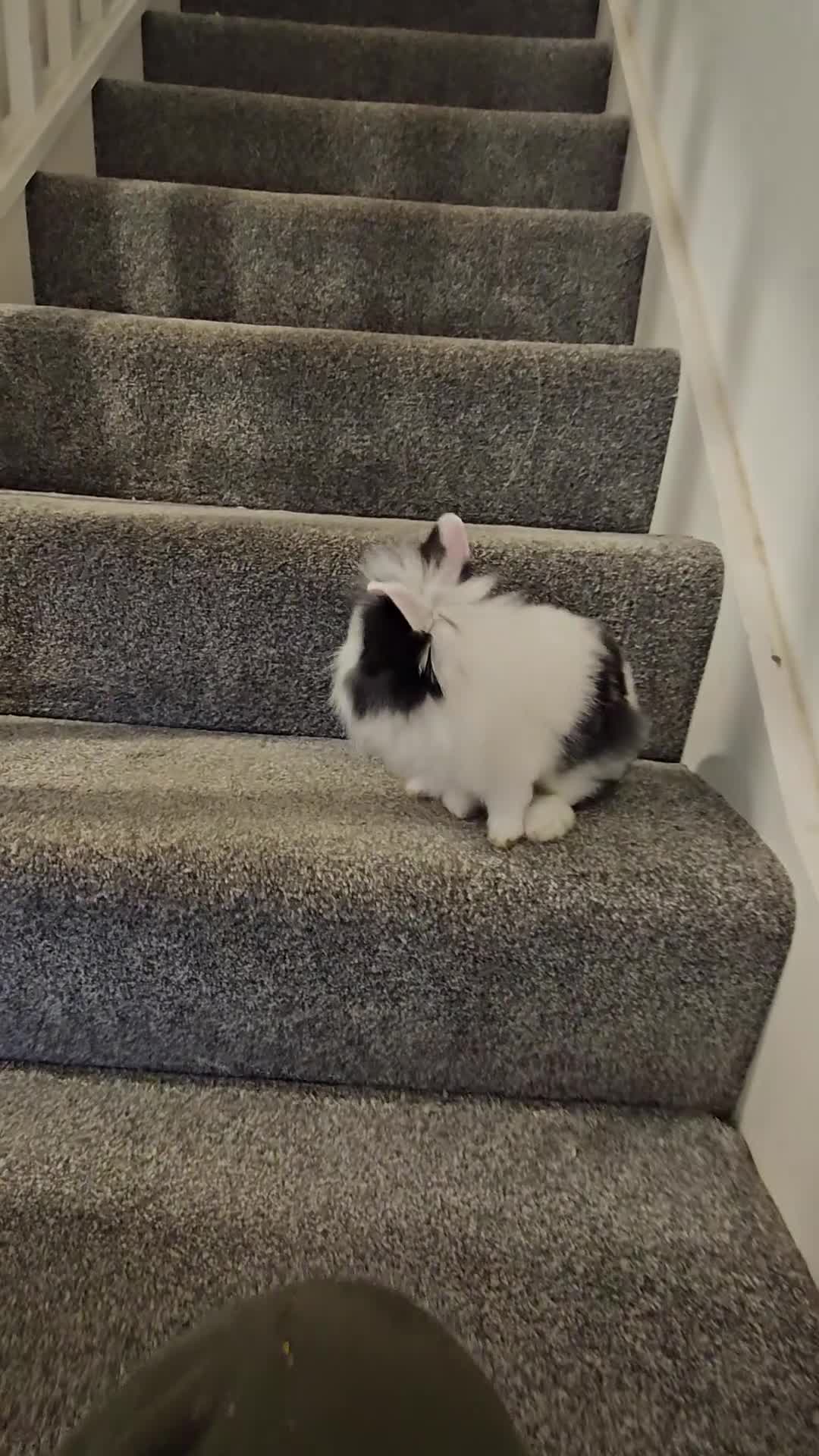 Lionhead rabbits for sale: Mini Lionhead rabbits for sale (male and female) - Video 1