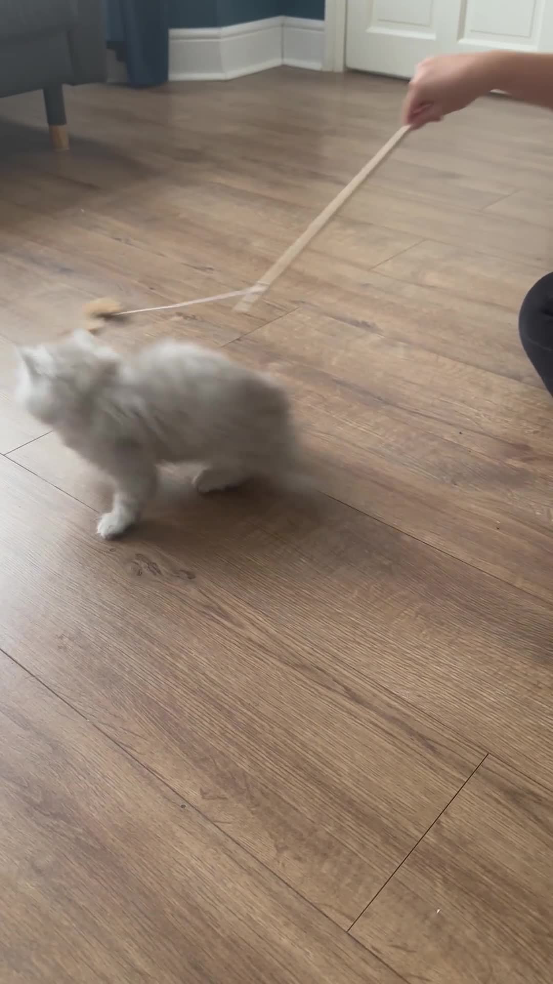 British Longhair cats for sale: Stunning fluffy Maine coon x british longhair  - Video 3