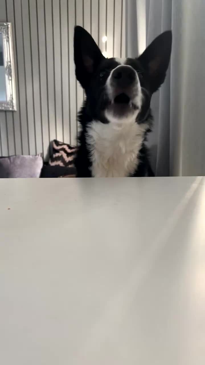 Border Collie dogs for sale: Border collie named Harley - Video 2