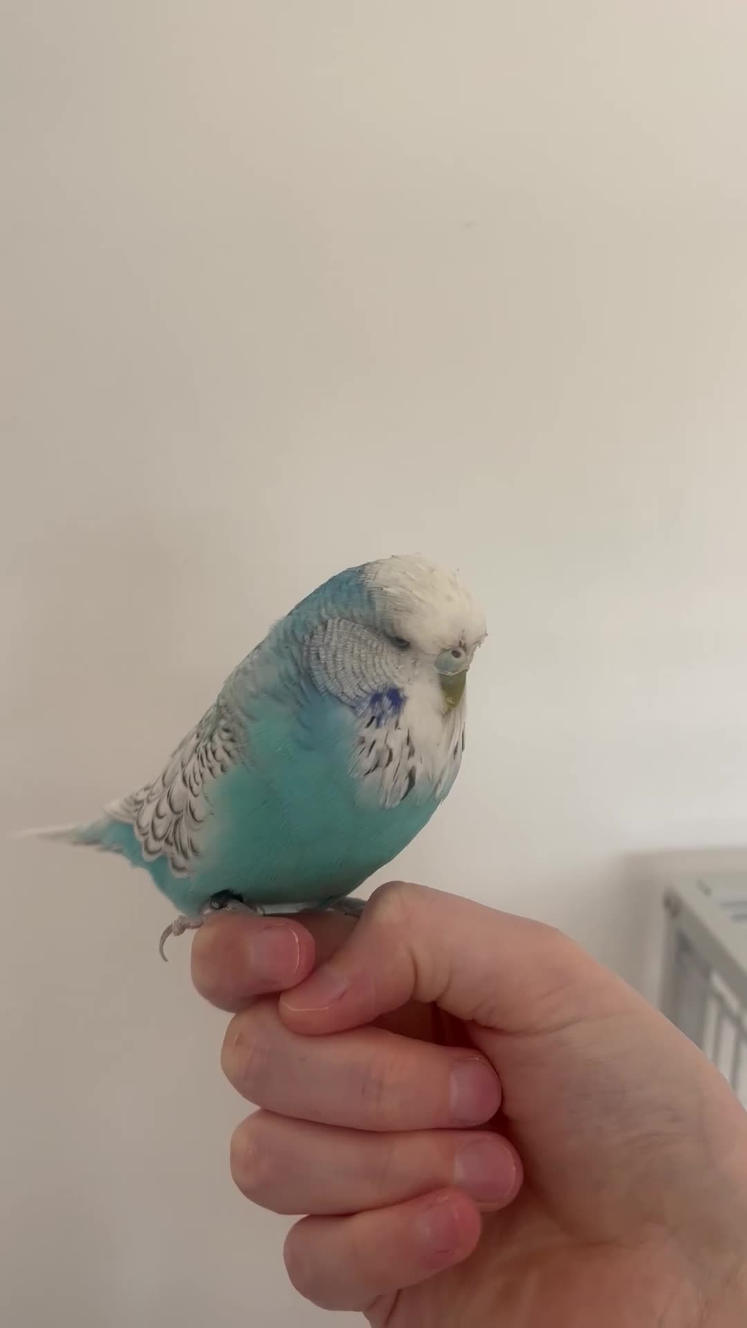 Budgerigars birds for sale: Blue budgie - Boyle - Video 1