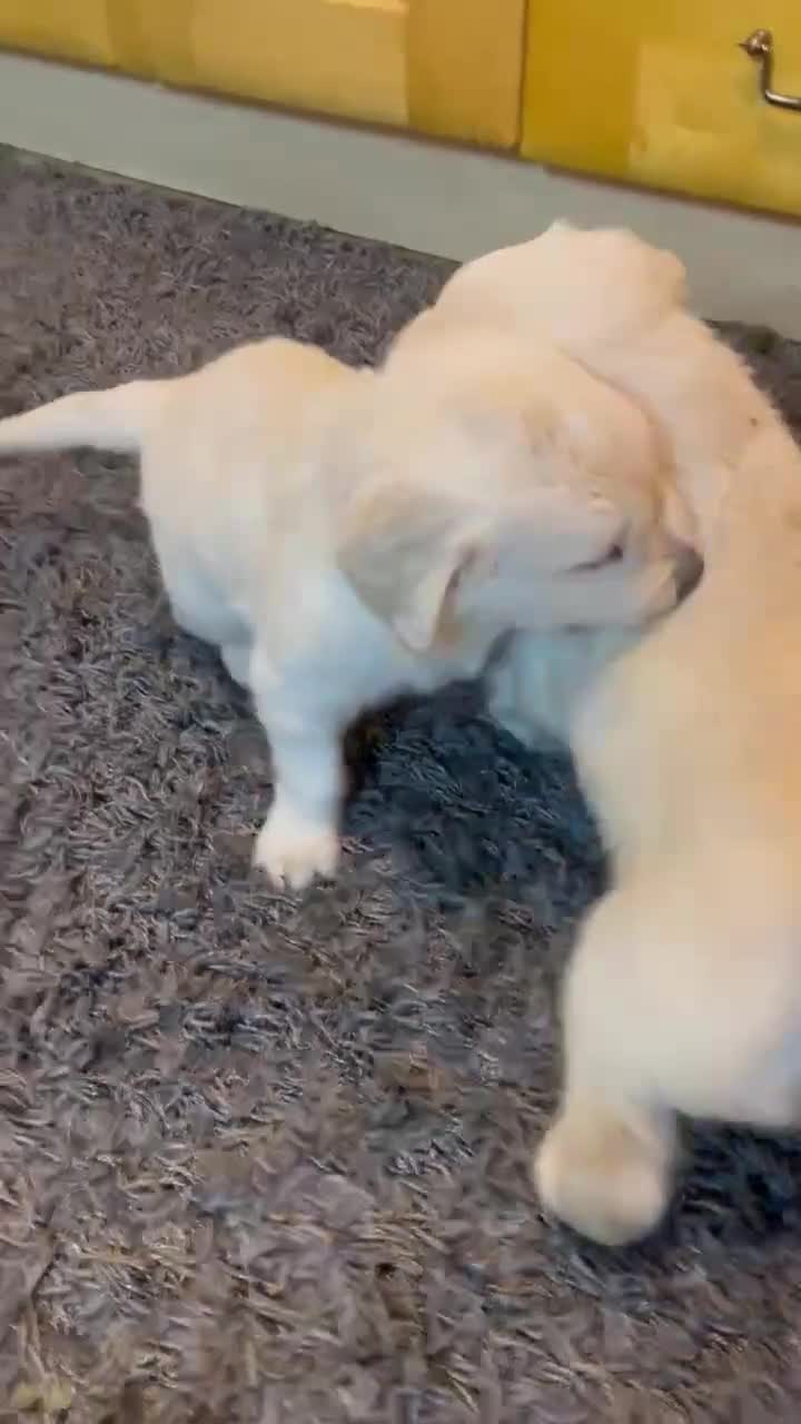 Golden Retriever dogs for sale: 🥰First Class kc Golen Retriever boys🥰 - Video 1