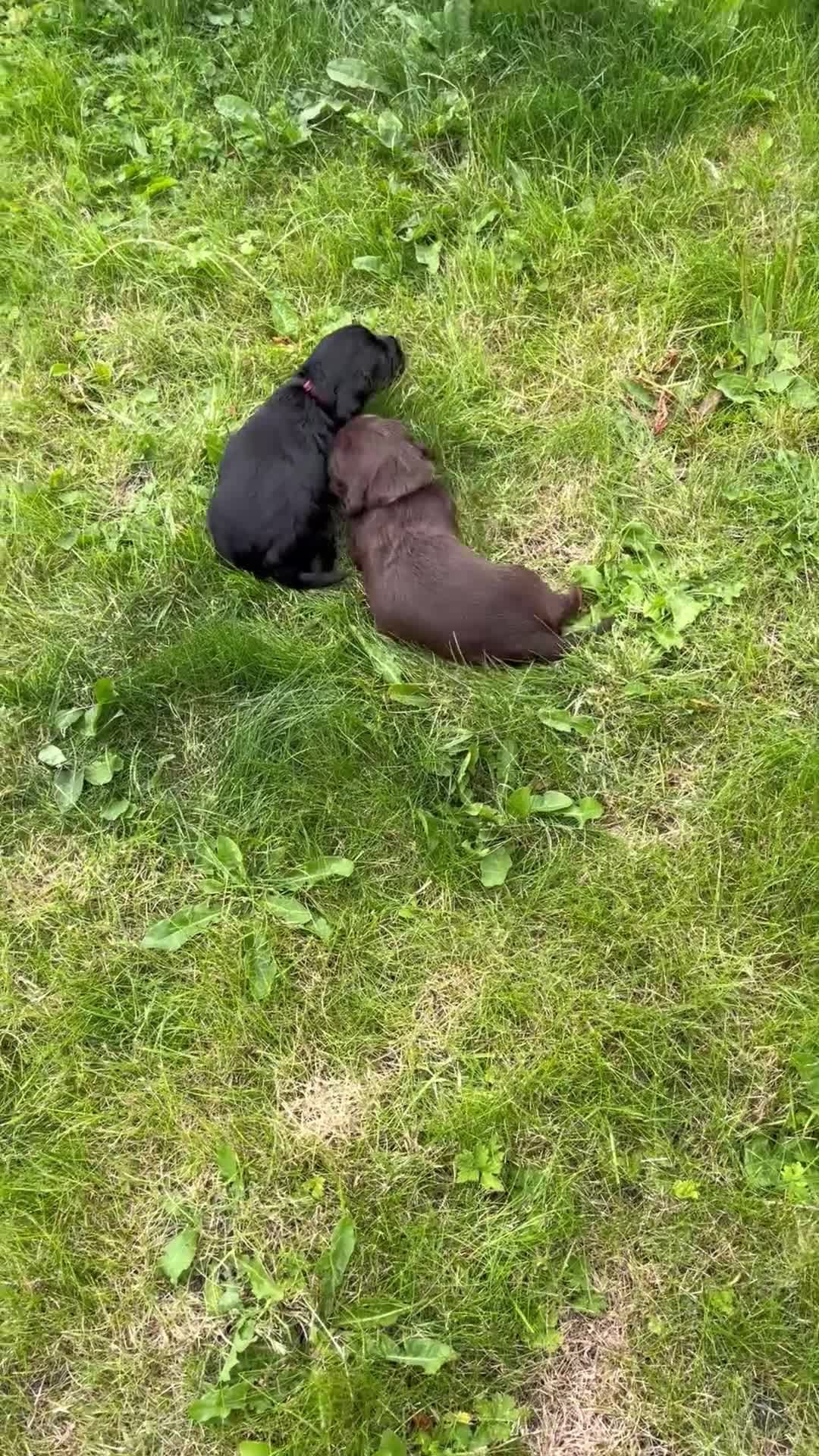 Sprocker dogs for sale: Health checked &Ready to leave , 1st vaccine   - Video 4