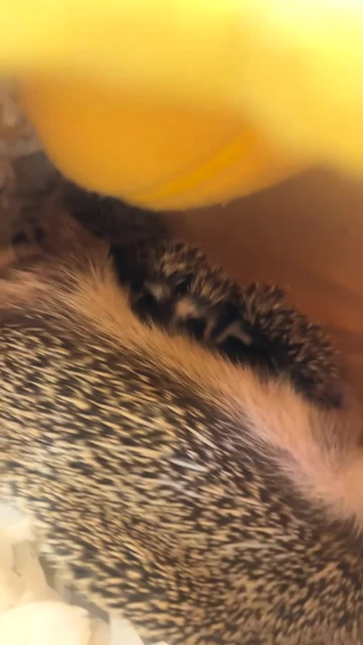 Pygmy Hedgehog rodents for sale: Three beautiful boys for sale - Video 3