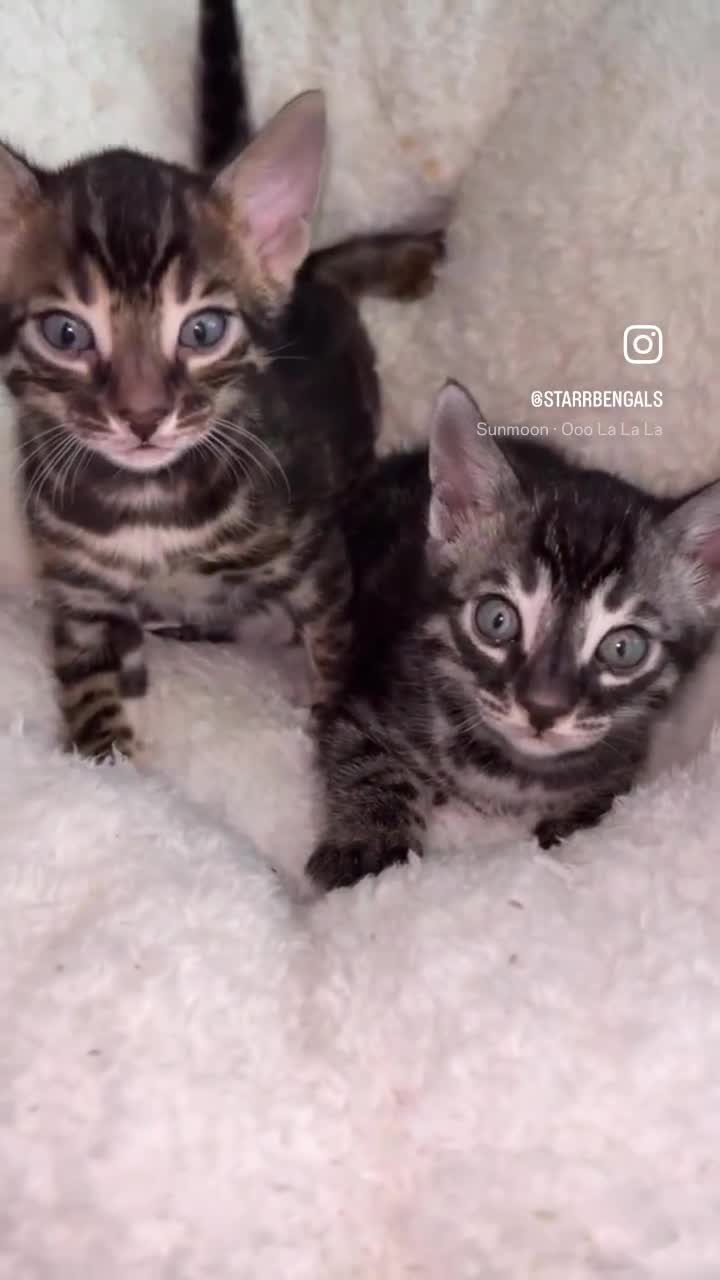 Bengal cats for sale: 🌟Pedigree bengal kittens🌟 - Video 4