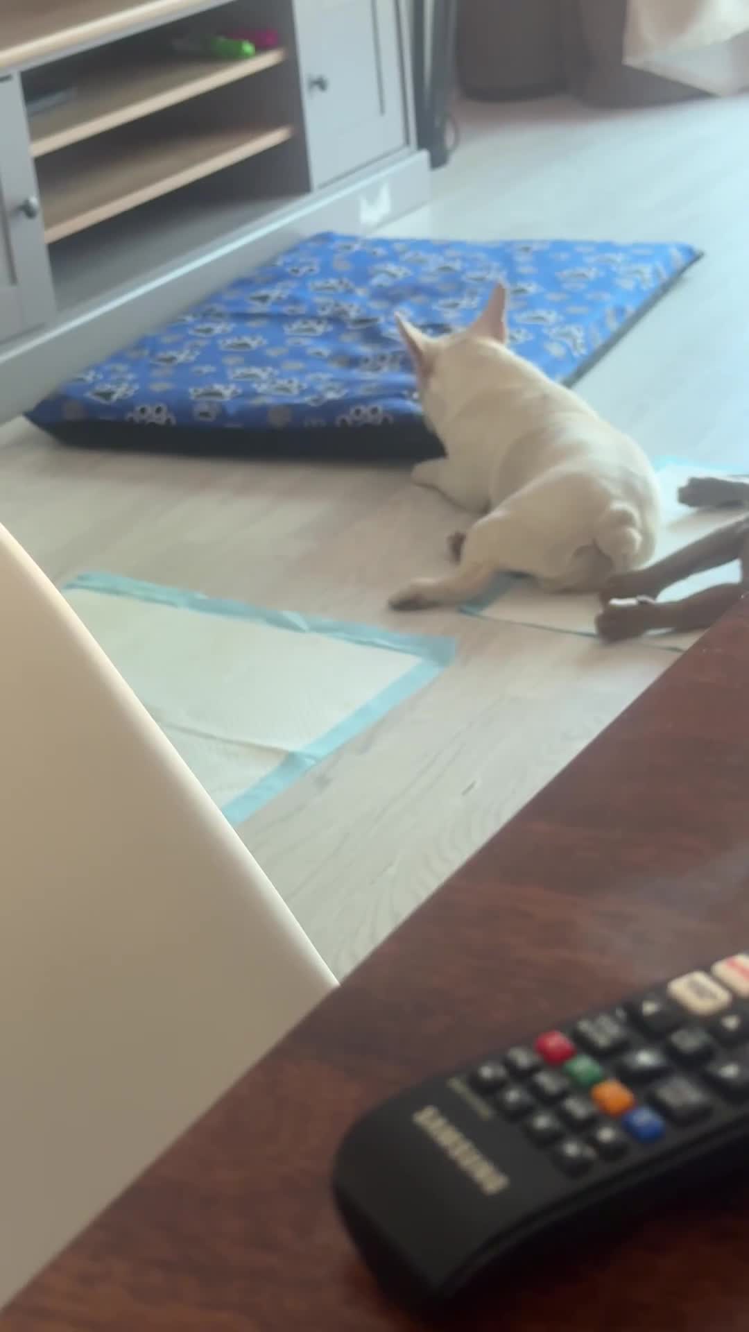 French Bulldog dogs for sale: Brothers needing new homes  - Video 1