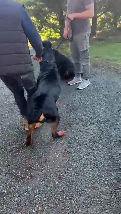 Rottweiler dogs for stud: Proven stud Hector 60kg plus Rottweiler KC Reg  - Video 1