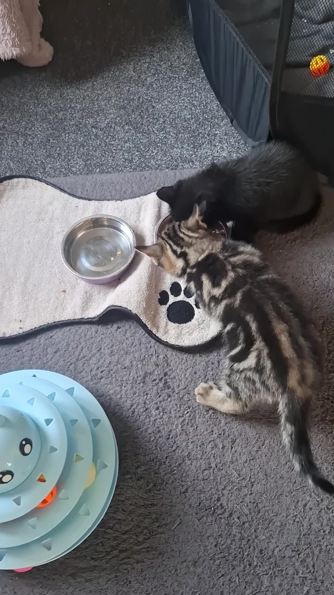 Mixed Breed cats for sale: 2 adorable kittens - Video 1