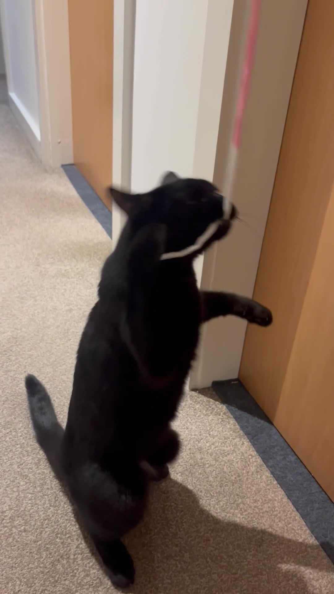 Mixed Breed cats for sale: 1year old - Boy and Girl  - Video 2