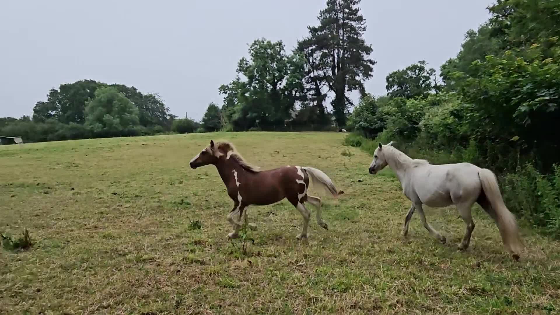 Welsh Section D horses for sale: Red & white filly Welsh pb  - Video 1
