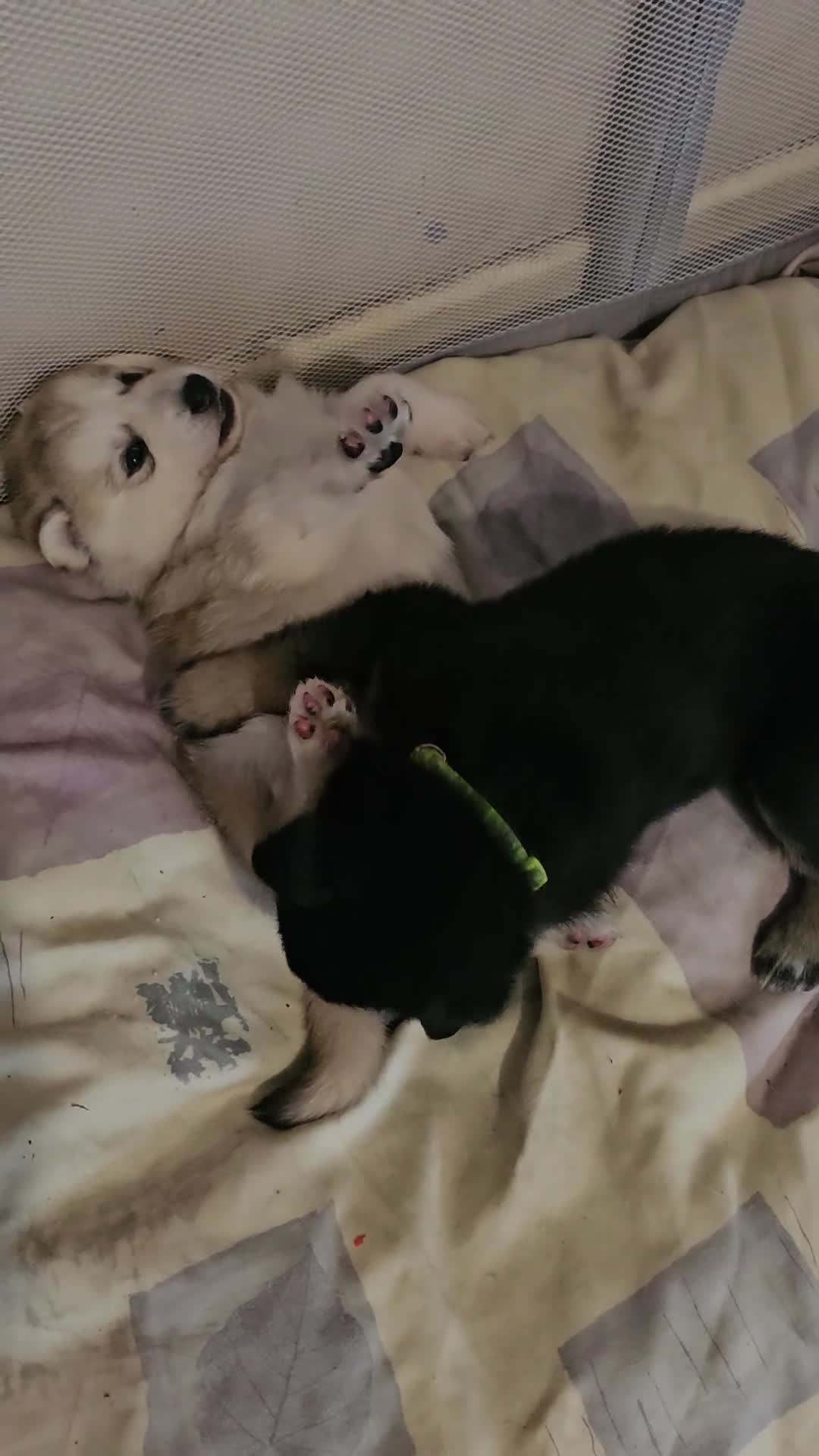 Shepsky dogs for sale: 7 Beautiful Shepsky puppies.  - Video 2