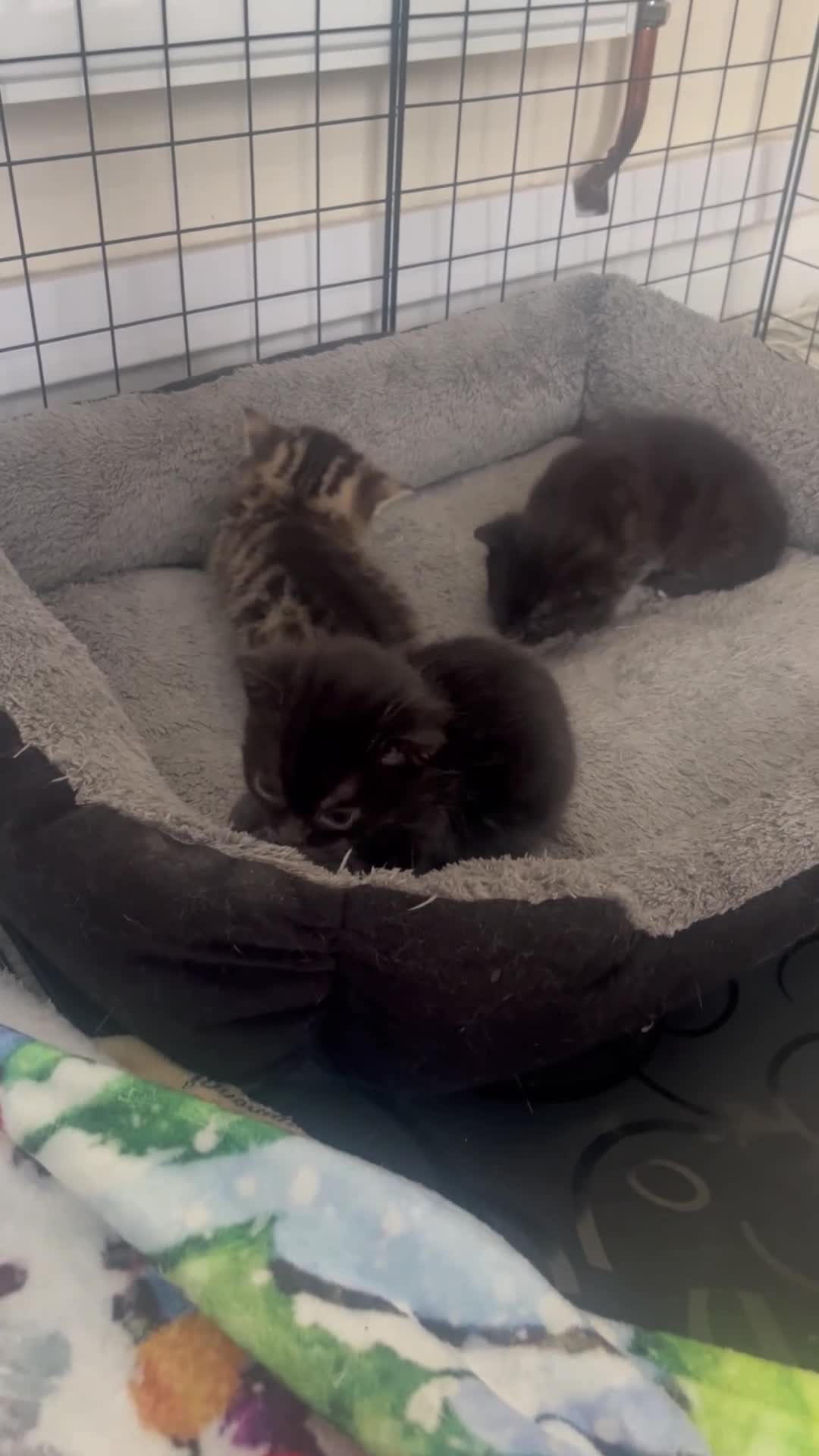 Bengal cats for sale: Beautiful kittens  in Swindon - Video 5