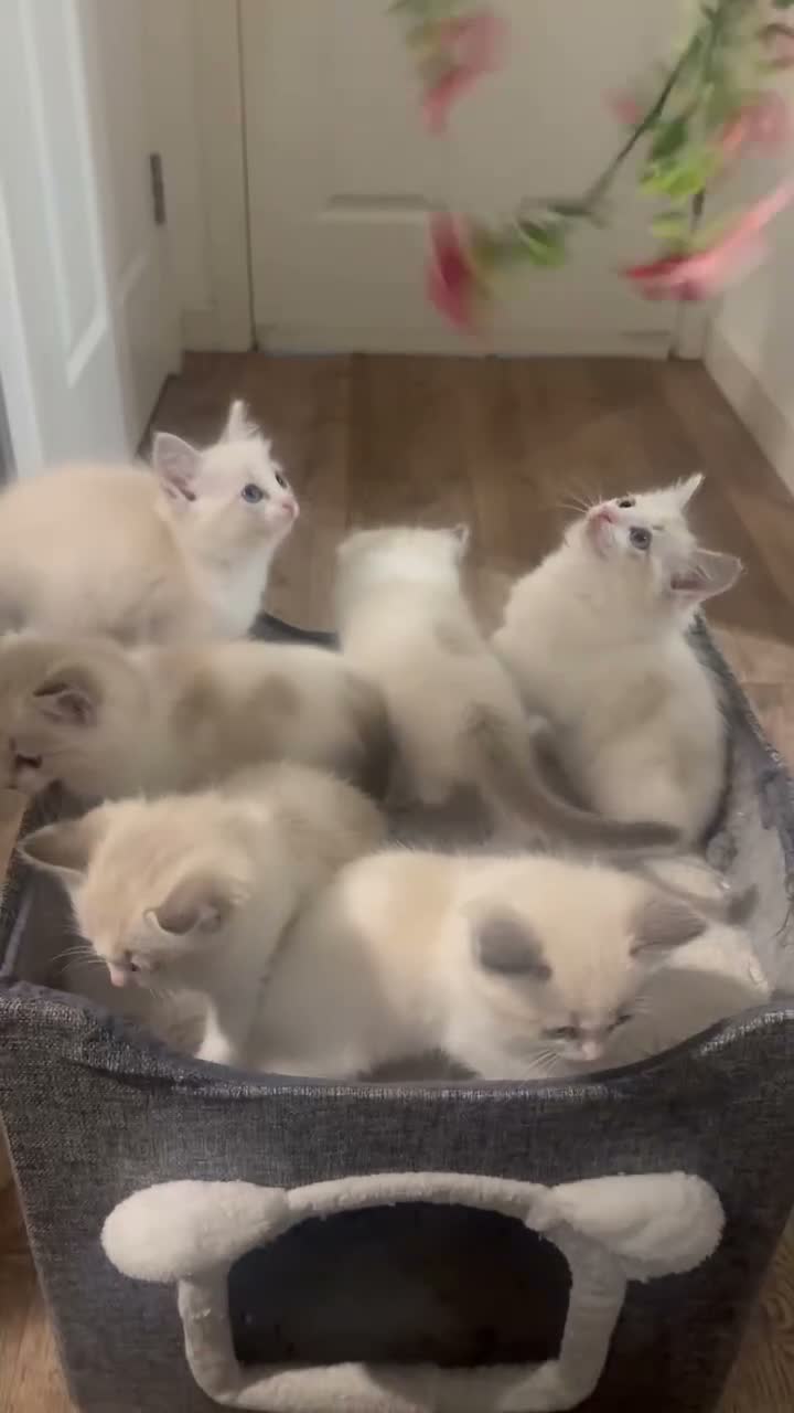Ragdoll cats for sale: Stunning Ragdoll kittens - Video 2