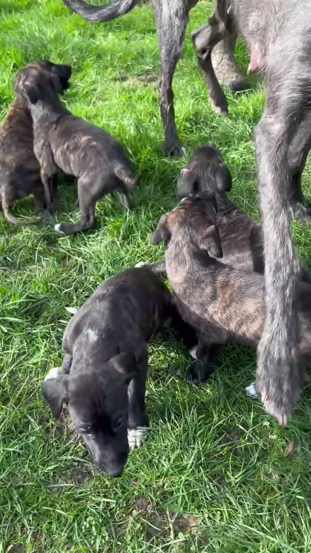 Lurcher dogs for sale: Deerhound x greyhound / saluki x greyhound  - Video 1